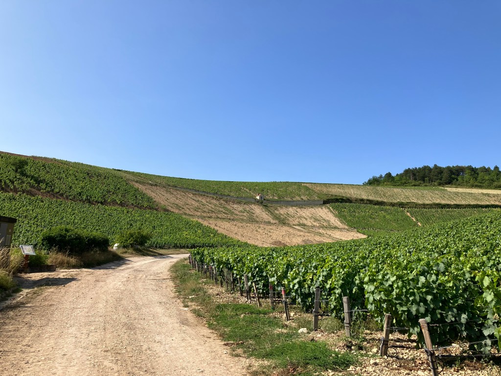 Chablis, une histoire façonnée par le&nbsp;vin.